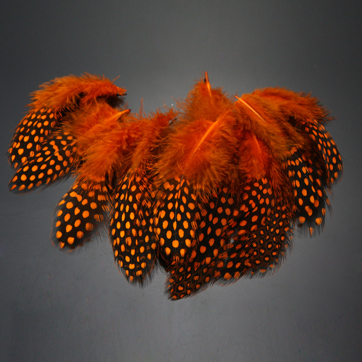 Guinea Feathers  Pacific Fly Fishers